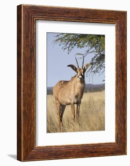 Roan Antelope (Hippotragus Equinus), Mokala National Park, South Africa, Africa-Ann & Steve Toon-Framed Photographic Print