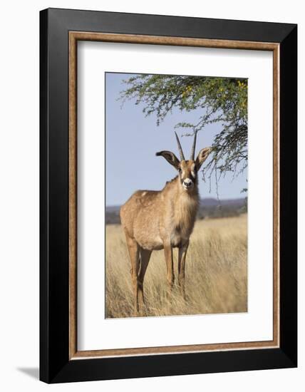 Roan Antelope (Hippotragus Equinus), Mokala National Park, South Africa, Africa-Ann & Steve Toon-Framed Photographic Print