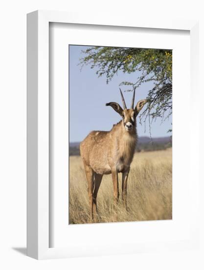 Roan Antelope (Hippotragus Equinus), Mokala National Park, South Africa, Africa-Ann & Steve Toon-Framed Photographic Print