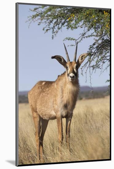 Roan Antelope (Hippotragus Equinus), Mokala National Park, South Africa, Africa-Ann & Steve Toon-Mounted Photographic Print