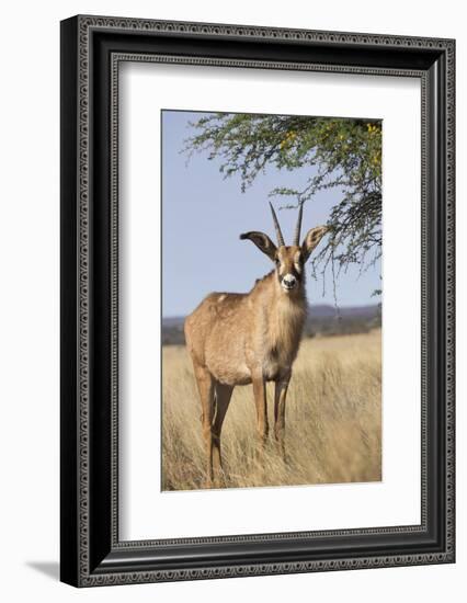 Roan Antelope (Hippotragus Equinus), Mokala National Park, South Africa, Africa-Ann & Steve Toon-Framed Photographic Print