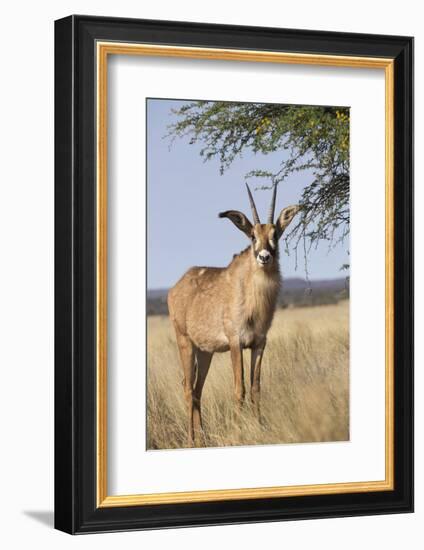 Roan Antelope (Hippotragus Equinus), Mokala National Park, South Africa, Africa-Ann & Steve Toon-Framed Photographic Print