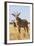 Roan Antelope (Hippotragus Equinus), Mokala National Park, South Africa, Africa-Ann & Steve Toon-Framed Photographic Print