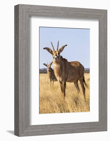 Roan Antelope (Hippotragus Equinus), Mokala National Park, South Africa, Africa-Ann & Steve Toon-Framed Photographic Print