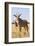 Roan Antelope (Hippotragus Equinus), Mokala National Park, South Africa, Africa-Ann & Steve Toon-Framed Photographic Print