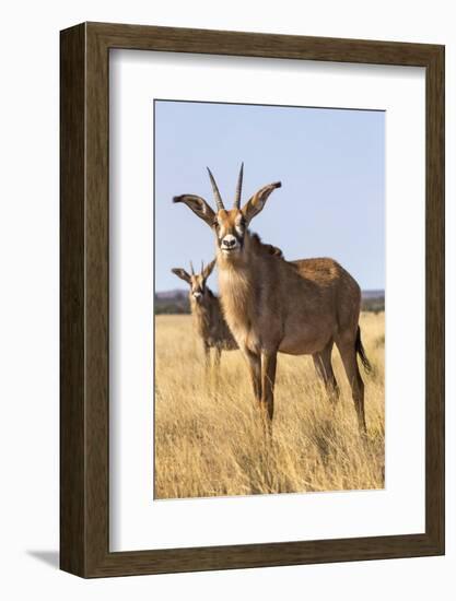 Roan Antelope (Hippotragus Equinus), Mokala National Park, South Africa, Africa-Ann & Steve Toon-Framed Photographic Print