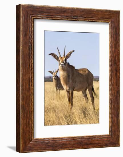 Roan Antelope (Hippotragus Equinus), Mokala National Park, South Africa, Africa-Ann & Steve Toon-Framed Photographic Print