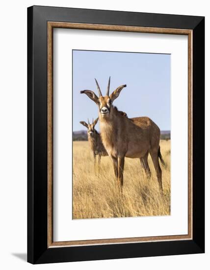 Roan Antelope (Hippotragus Equinus), Mokala National Park, South Africa, Africa-Ann & Steve Toon-Framed Photographic Print