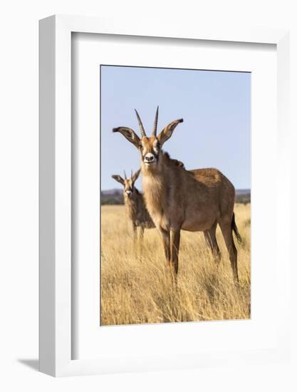 Roan Antelope (Hippotragus Equinus), Mokala National Park, South Africa, Africa-Ann & Steve Toon-Framed Photographic Print