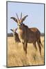 Roan Antelope (Hippotragus Equinus), Mokala National Park, South Africa, Africa-Ann & Steve Toon-Mounted Photographic Print
