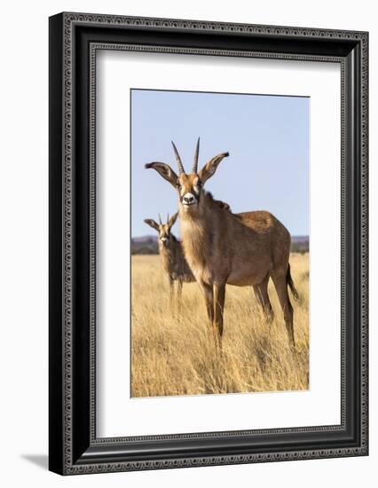 Roan Antelope (Hippotragus Equinus), Mokala National Park, South Africa, Africa-Ann & Steve Toon-Framed Photographic Print