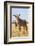 Roan Antelope (Hippotragus Equinus), Mokala National Park, South Africa, Africa-Ann & Steve Toon-Framed Photographic Print