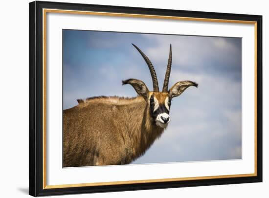 Roan Antelope (Hippotragus Equinus), Nyika National Park, Malawi, Africa-Michael Runkel-Framed Photographic Print