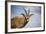 Roan Antelope (Hippotragus Equinus), Nyika National Park, Malawi, Africa-Michael Runkel-Framed Photographic Print