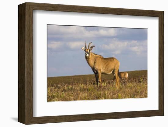 Roan Antelope (Hippotragus Equinus), Nyika National Park, Malawi, Africa-Michael Runkel-Framed Photographic Print