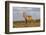 Roan Antelope (Hippotragus Equinus), Nyika National Park, Malawi, Africa-Michael Runkel-Framed Photographic Print