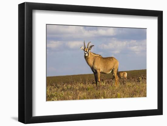 Roan Antelope (Hippotragus Equinus), Nyika National Park, Malawi, Africa-Michael Runkel-Framed Photographic Print