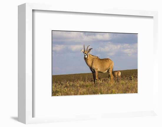 Roan Antelope (Hippotragus Equinus), Nyika National Park, Malawi, Africa-Michael Runkel-Framed Photographic Print