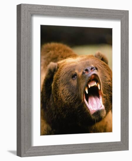 Roaring Grizzly Bear-Stuart Westmorland-Framed Photographic Print