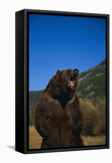 Roaring Grizzly Bear-DLILLC-Framed Premier Image Canvas