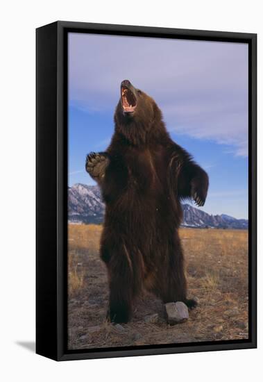 Roaring Grizzly Bear-DLILLC-Framed Premier Image Canvas