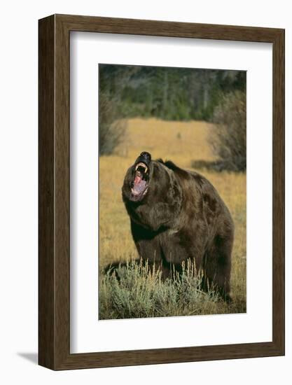 Roaring Grizzly Bear-DLILLC-Framed Photographic Print