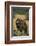 Roaring Grizzly Bear-DLILLC-Framed Photographic Print