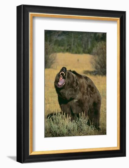 Roaring Grizzly Bear-DLILLC-Framed Photographic Print