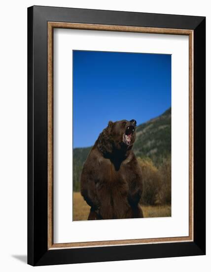 Roaring Grizzly Bear-DLILLC-Framed Photographic Print