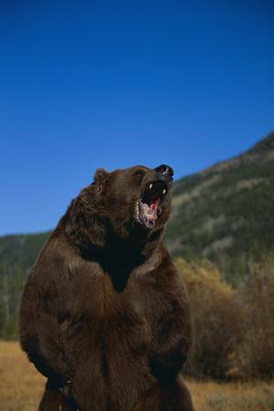 Roaring Grizzly Bear' Photographic Print - DLILLC | Art.com