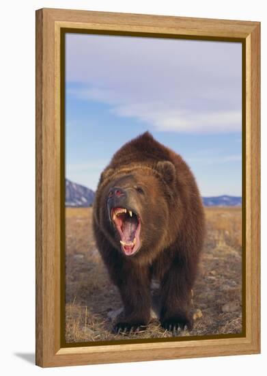 Roaring Grizzly-DLILLC-Framed Premier Image Canvas