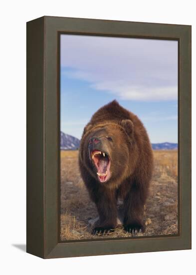 Roaring Grizzly-DLILLC-Framed Premier Image Canvas