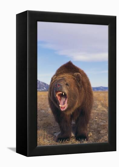 Roaring Grizzly-DLILLC-Framed Premier Image Canvas