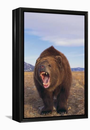 Roaring Grizzly-DLILLC-Framed Premier Image Canvas