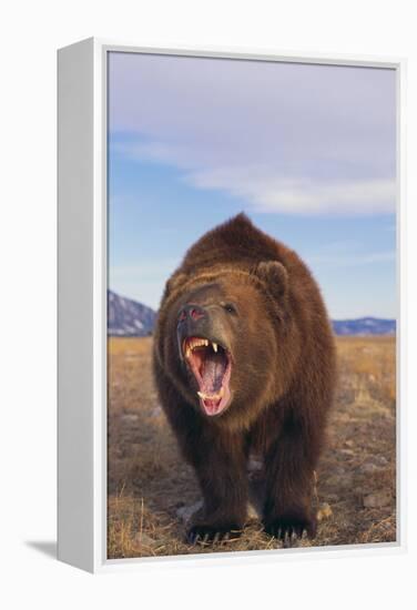 Roaring Grizzly-DLILLC-Framed Premier Image Canvas