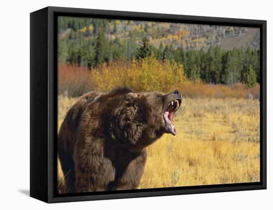 Roaring Grizzly-DLILLC-Framed Premier Image Canvas