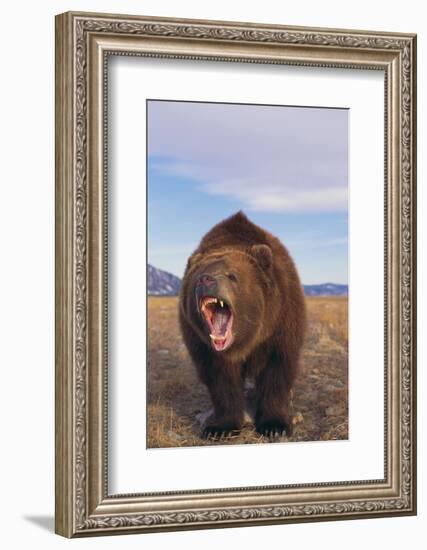 Roaring Grizzly-DLILLC-Framed Photographic Print