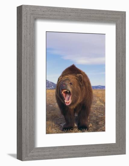 Roaring Grizzly-DLILLC-Framed Photographic Print