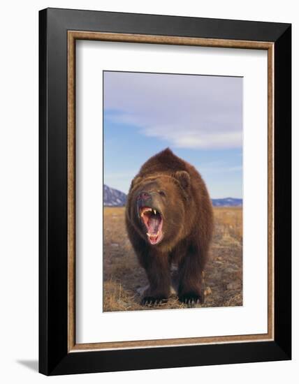 Roaring Grizzly-DLILLC-Framed Photographic Print