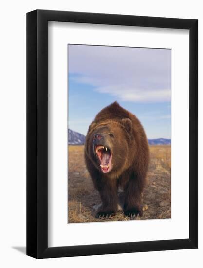 Roaring Grizzly-DLILLC-Framed Photographic Print