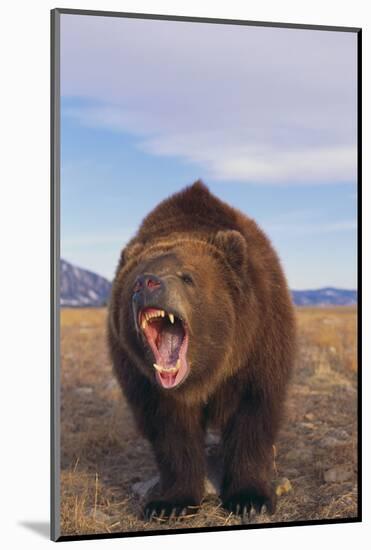 Roaring Grizzly-DLILLC-Mounted Photographic Print