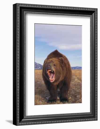 Roaring Grizzly-DLILLC-Framed Photographic Print