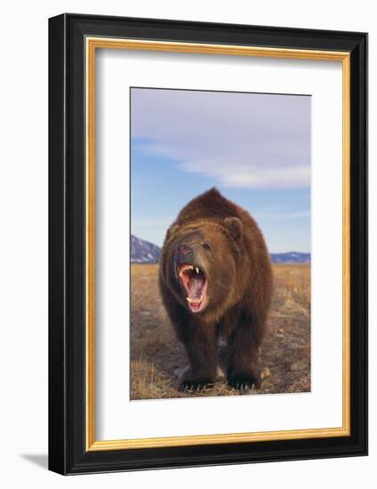 Roaring Grizzly-DLILLC-Framed Photographic Print