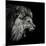 Roaring Lion #2-Christian Meermann-Mounted Photographic Print