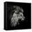 Roaring Lion #2-Christian Meermann-Framed Premier Image Canvas