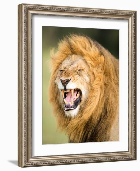 Roaring Lion, Masai Mara, Kenya, East Africa, Africa-Karen Deakin-Framed Photographic Print