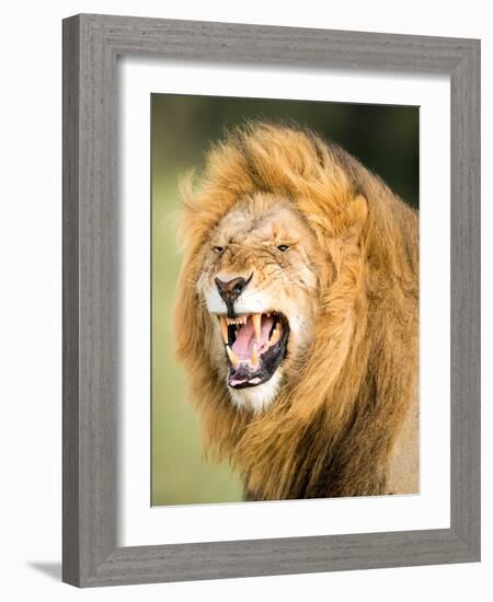 Roaring Lion, Masai Mara, Kenya, East Africa, Africa-Karen Deakin-Framed Photographic Print