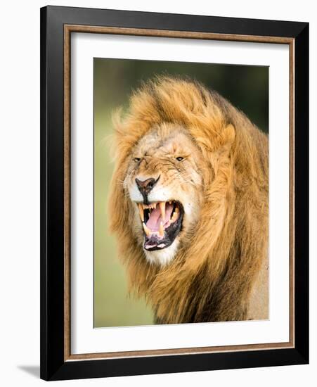 Roaring Lion, Masai Mara, Kenya, East Africa, Africa-Karen Deakin-Framed Photographic Print