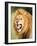 Roaring Lion, Masai Mara, Kenya, East Africa, Africa-Karen Deakin-Framed Photographic Print