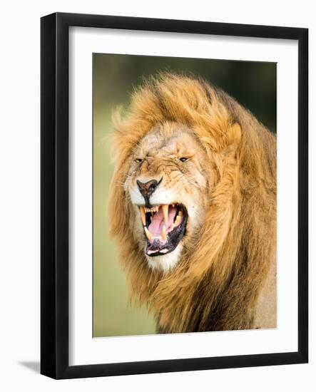 Roaring Lion, Masai Mara, Kenya, East Africa, Africa-Karen Deakin-Framed Photographic Print